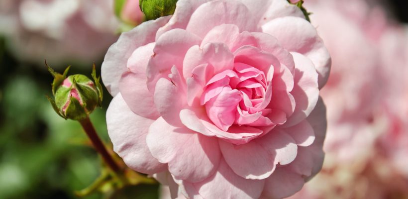Taif, the Saudi Rose Garden - KAWA